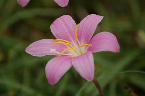 Orchid Flower