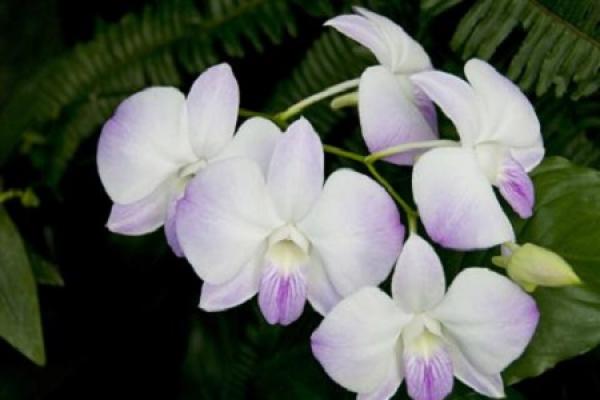 Orchid Flower
