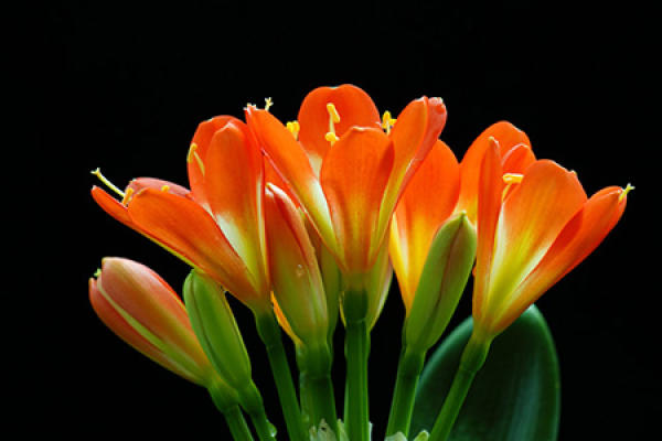 Clivia miniata flower