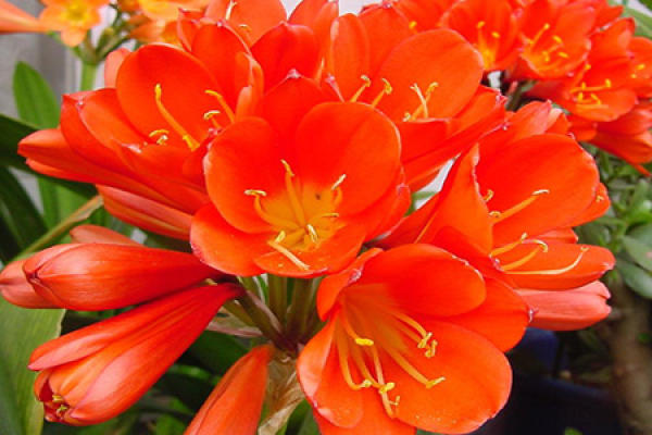 Clivia miniata flower