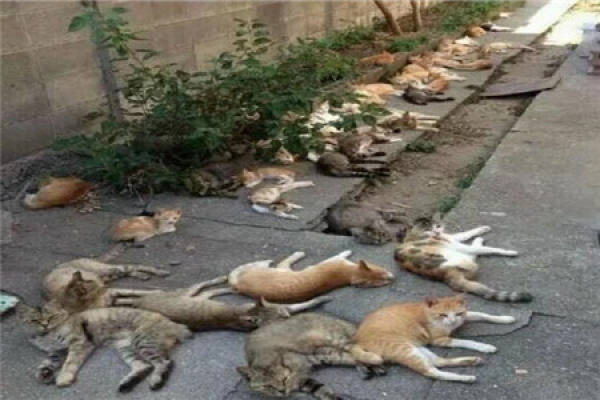 A large flock of cats