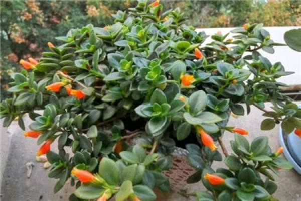 Goldfish chlorophytum