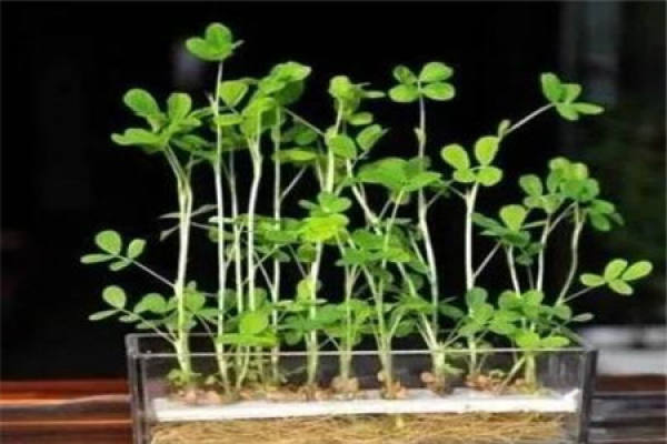 Hydroponic peanut