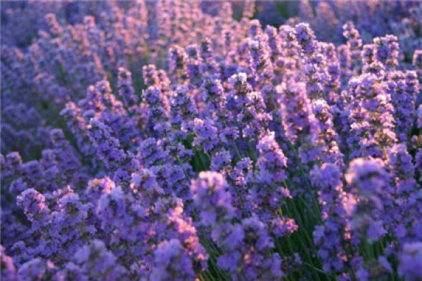 Lavender