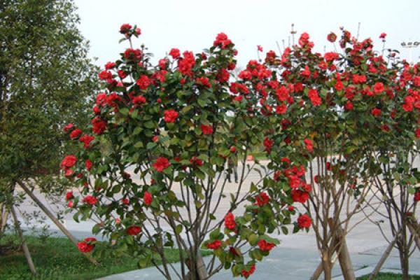 Camellia