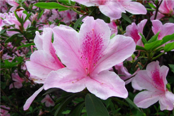 Rhododendron Rhododendron