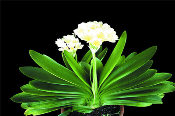 Clivia miniata