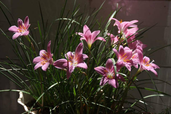 Wind and rain orchid flower
