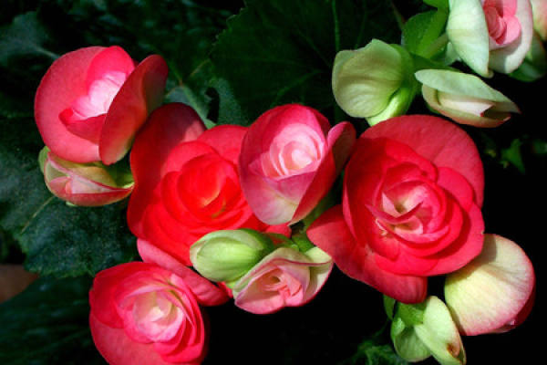 Red Rieger Begonia flower