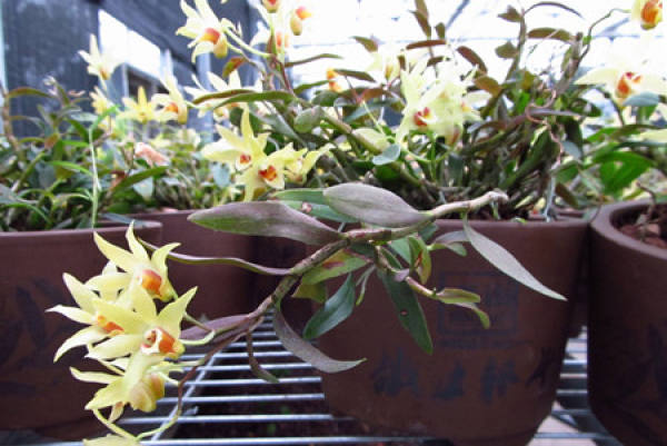 Dendrobium candidum