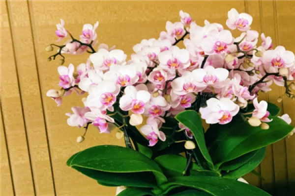 African violet