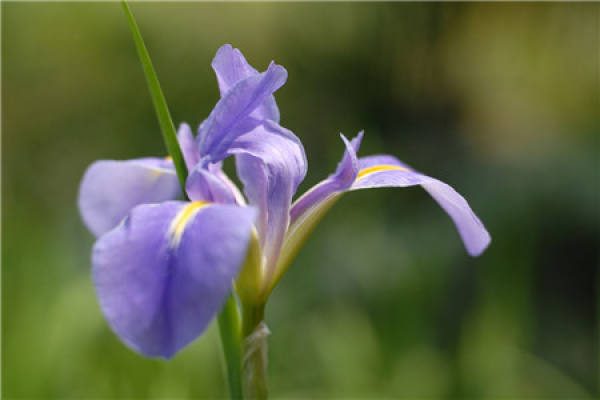Orchid
