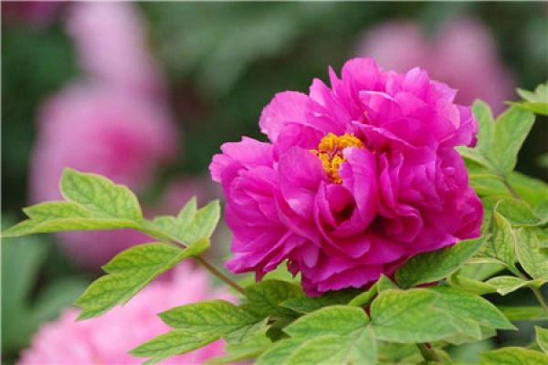 Peony