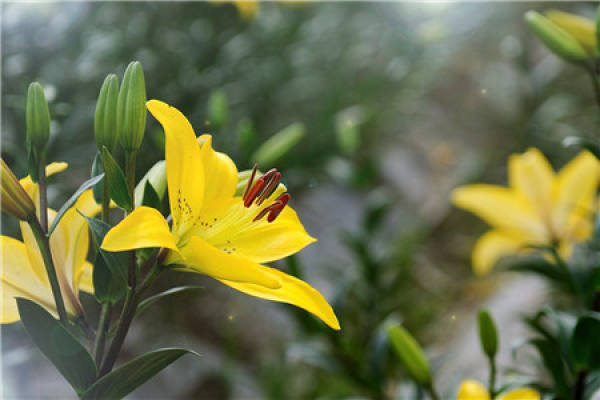Lily