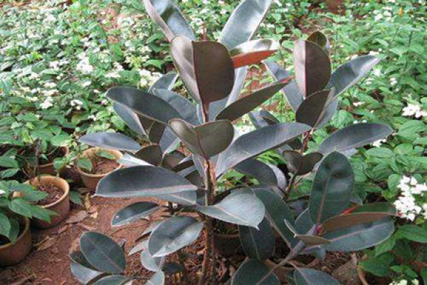 Rubber Tree