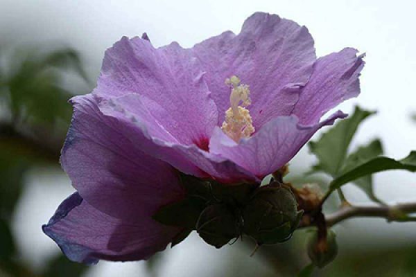 Hibiscus