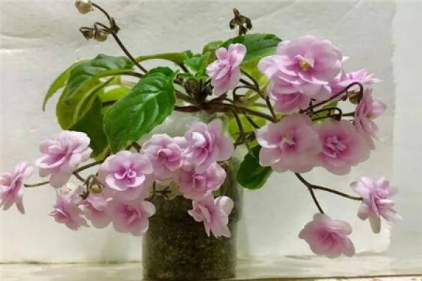 African violet