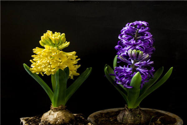 Hyacinth