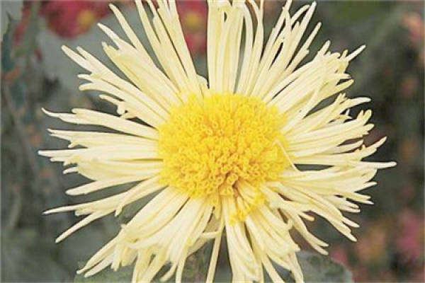Chrysanthemum