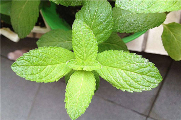 Peppermint
