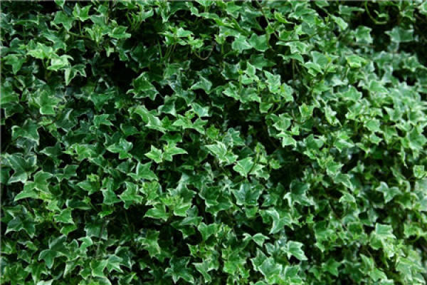 Ivy