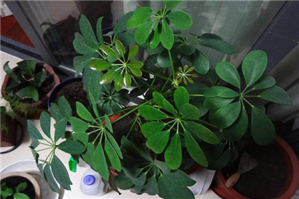 Schefflera japonica