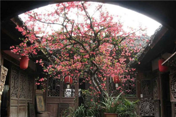 Chinese flowering crabapple Chinese flowering crabapple