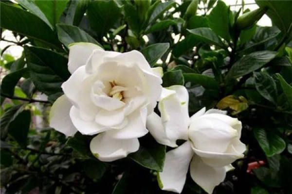 Gardenia