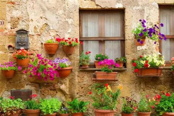 Potted plant