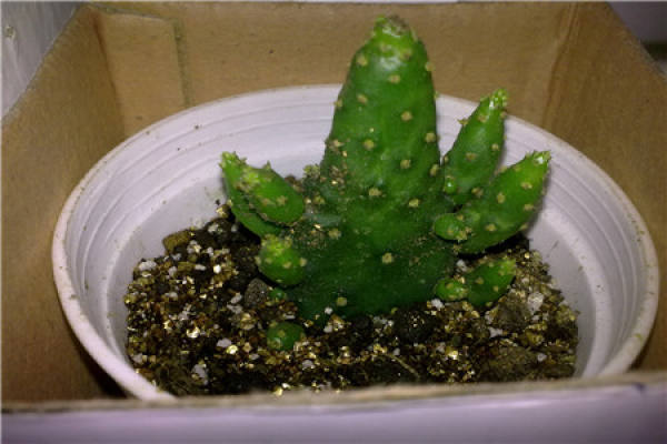 Cactus