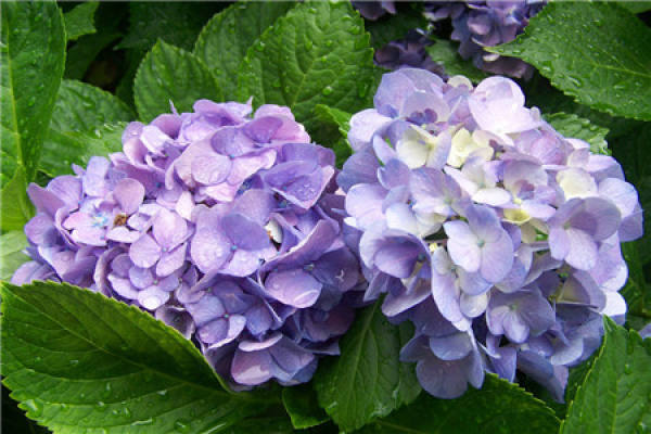 Hydrangea