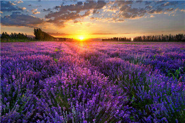 Lavender