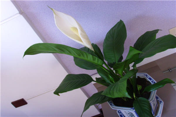 Smooth sailing Smooth sailing