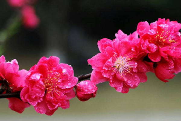 Plum blossom