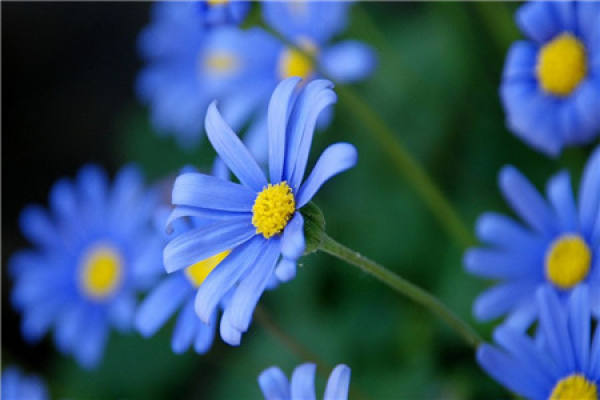 Daisy
