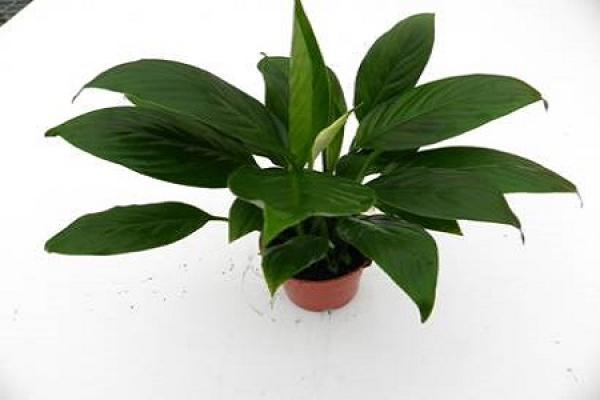 White Palm
