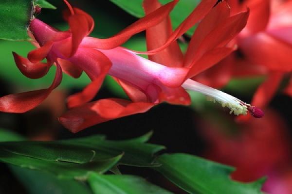 Zygocactus japonicus