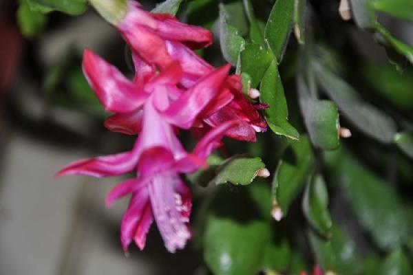 Zygocactus japonicus