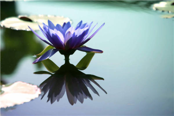 Water Lily