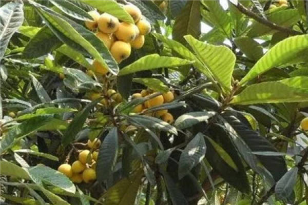 Loquat