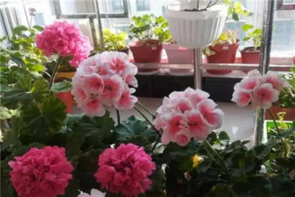 Geranium