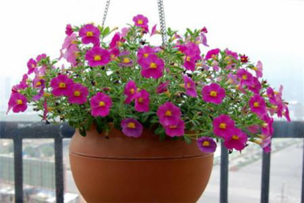 Petunia hybrida