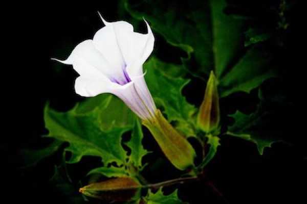 Datura