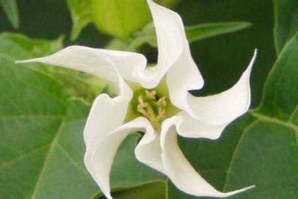 Datura flower