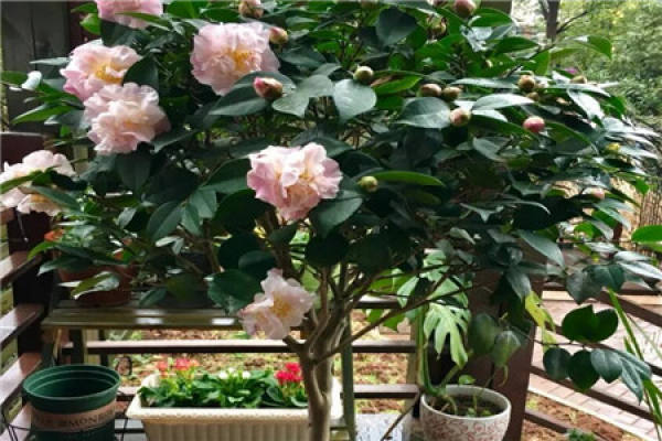Camellia