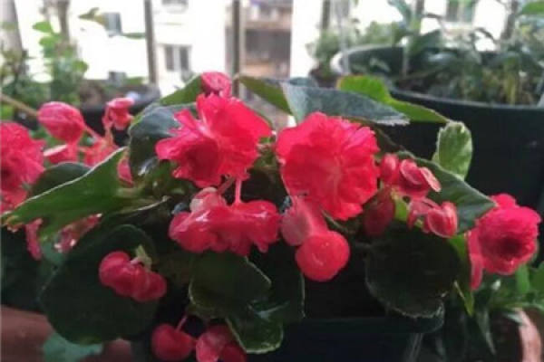Begonia semperflorens