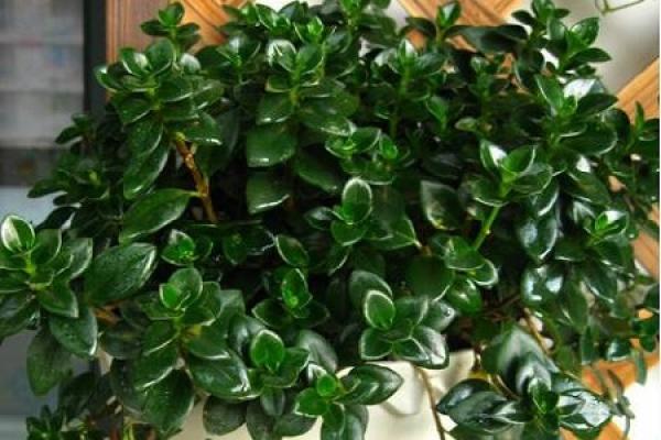 Goldfish chlorophytum Goldfish chlorophytum