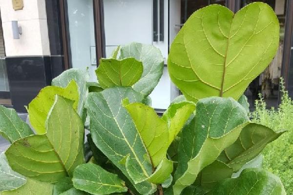 fiddle-leaf fig