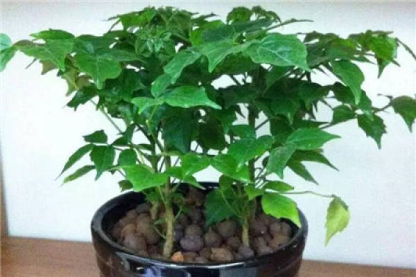 Happiness Tree