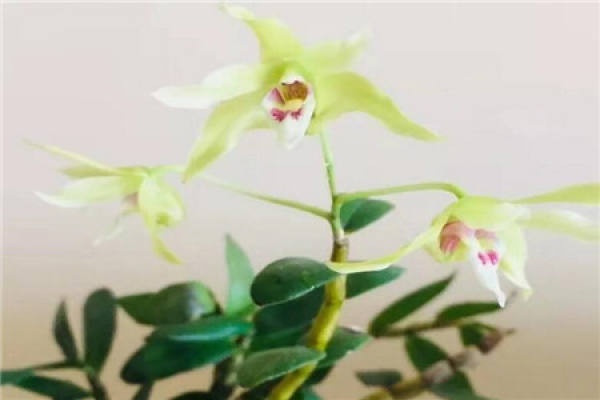 Dendrobium candidum